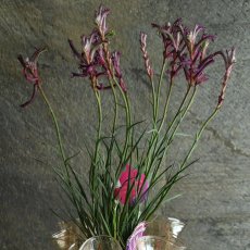 画像1: 一点もの！不思議色カンガルーポー！ ▲鉢は付きません  ※配送期間：5/5(火)〜5/10(日)／日付指定不可 (1)