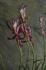 画像2: 一点もの！不思議色カンガルーポー！ ▲鉢は付きません  ※配送期間：5/5(火)〜5/10(日)／日付指定不可 (2)